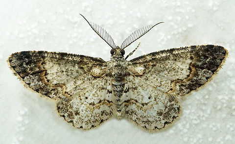 Physocleora sp. Dapa, Valle Del Cauca
2100m