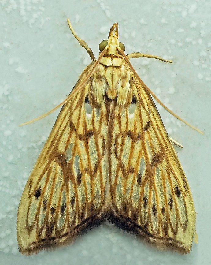 #653 Dapa, Valle Del Cauca,<br />
2100m