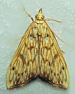 #653 Dapa, Valle Del Cauca,
2100m