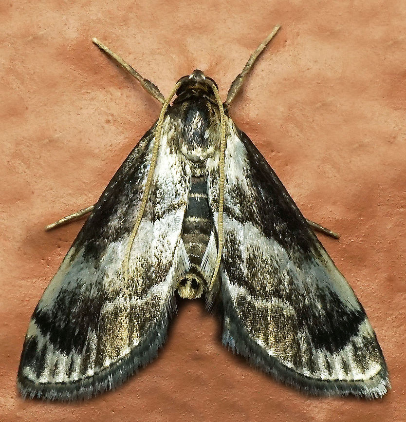 #654 Dapa, Valle Del Cauca,<br />
2100m