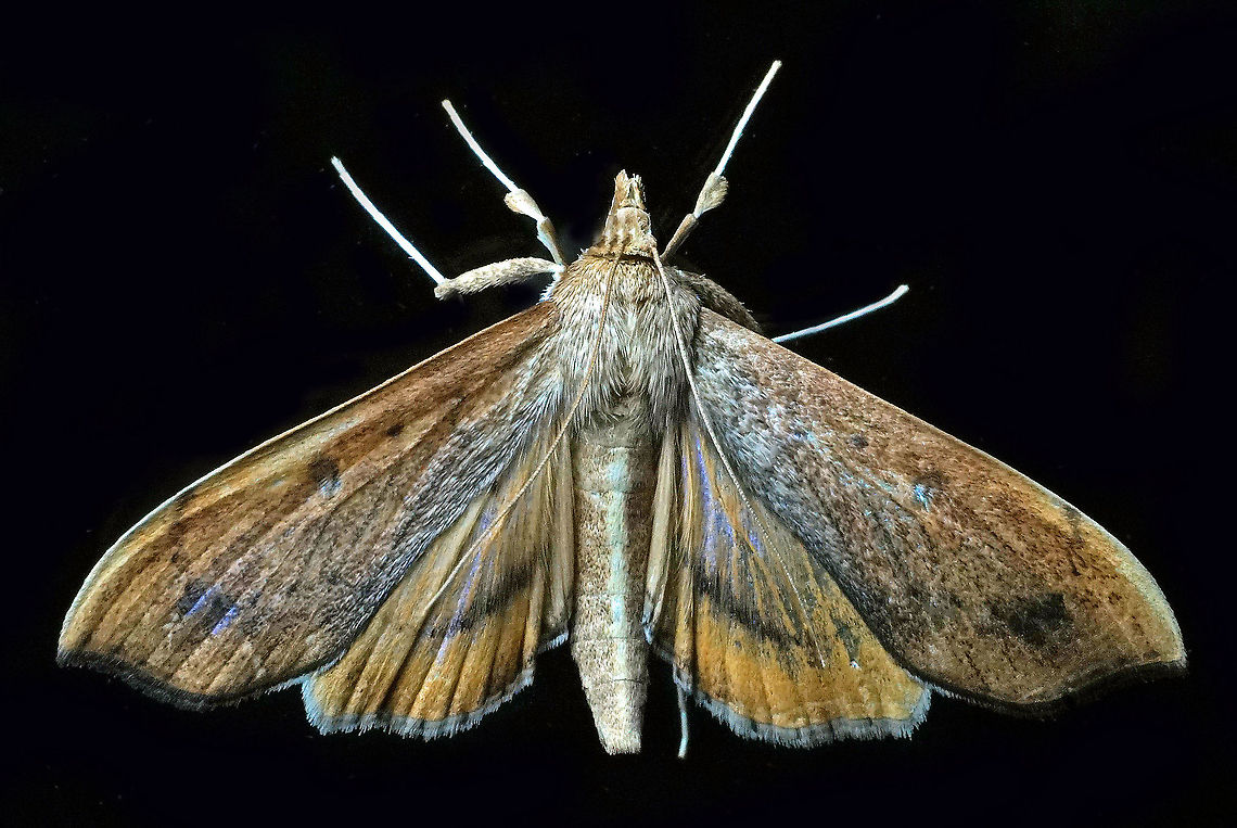 #655 Dapa, Valle Del Cauca,<br />
2100m