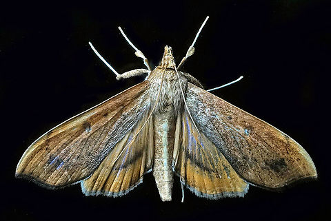 #655 Dapa, Valle Del Cauca,
2100m