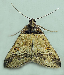 #656 Dapa, Valle Del Cauca,
2100m