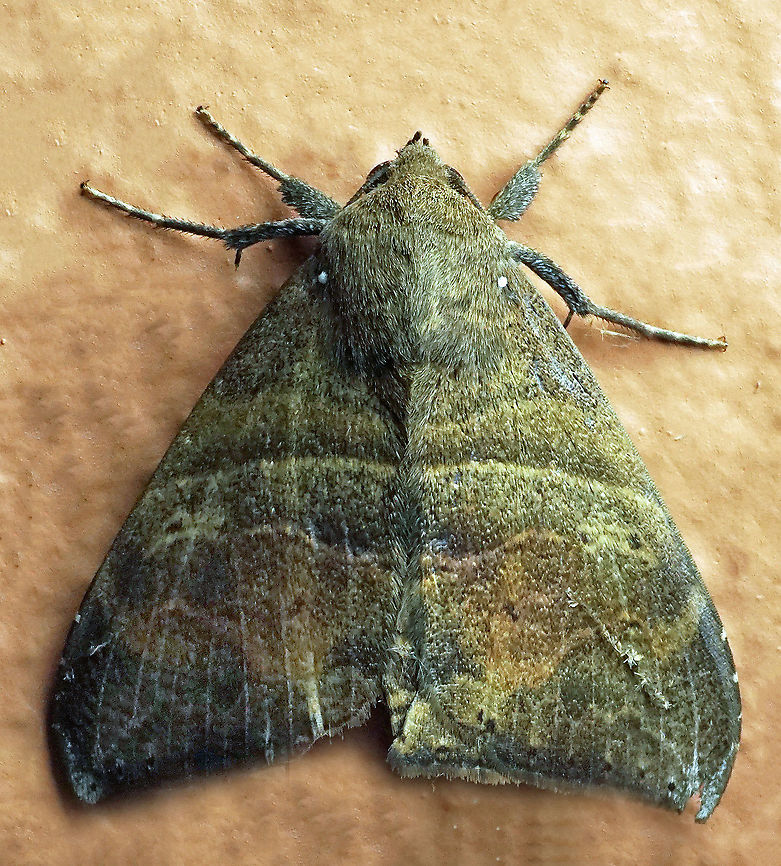 Ophisma basigutta Dapa, Valle Del Cauca<br />
2100m Ophisma basigutta