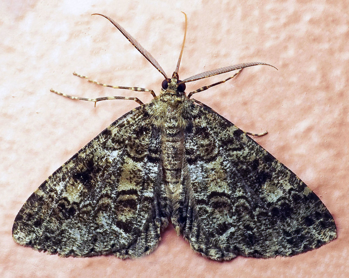 #658 Dapa, Valle Del Cauca<br />
2100m