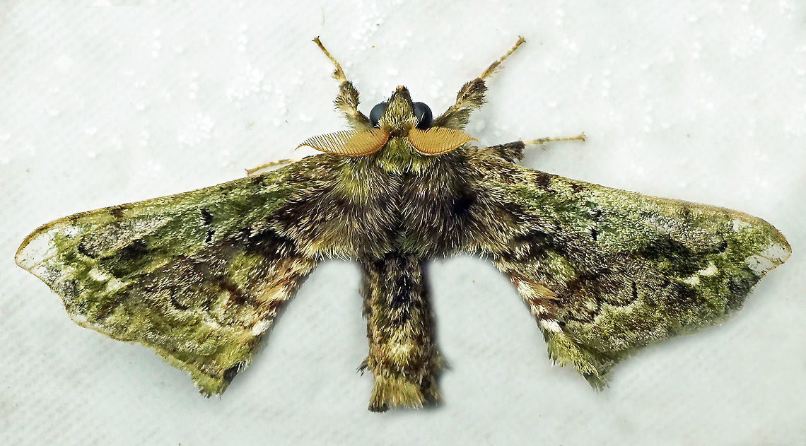 #659 Dapa, Valle Del Cauca<br />
2100m