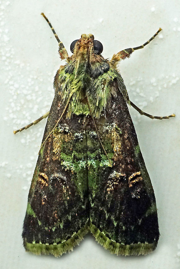 Epipaschiinae sp. Dapa, Valle Del Cauca<br />
2100m