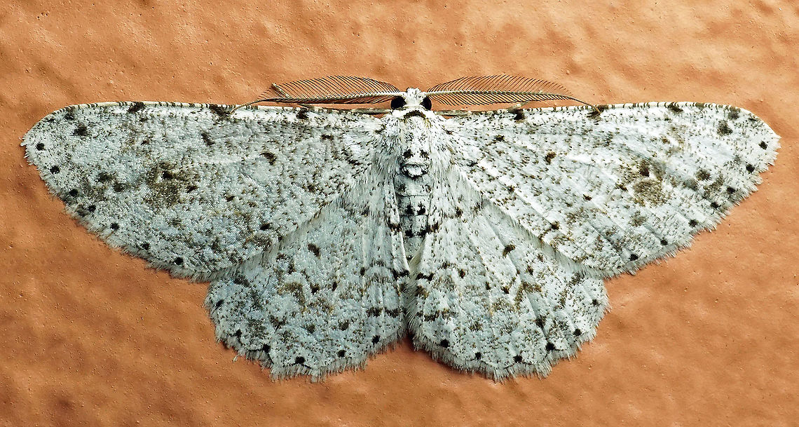 Glena sp. Dapa, Valle Del Cauca<br />
2100m