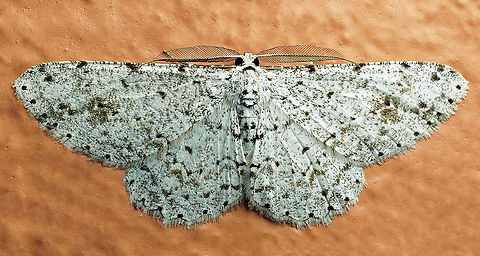 Glena sp. Dapa, Valle Del Cauca
2100m