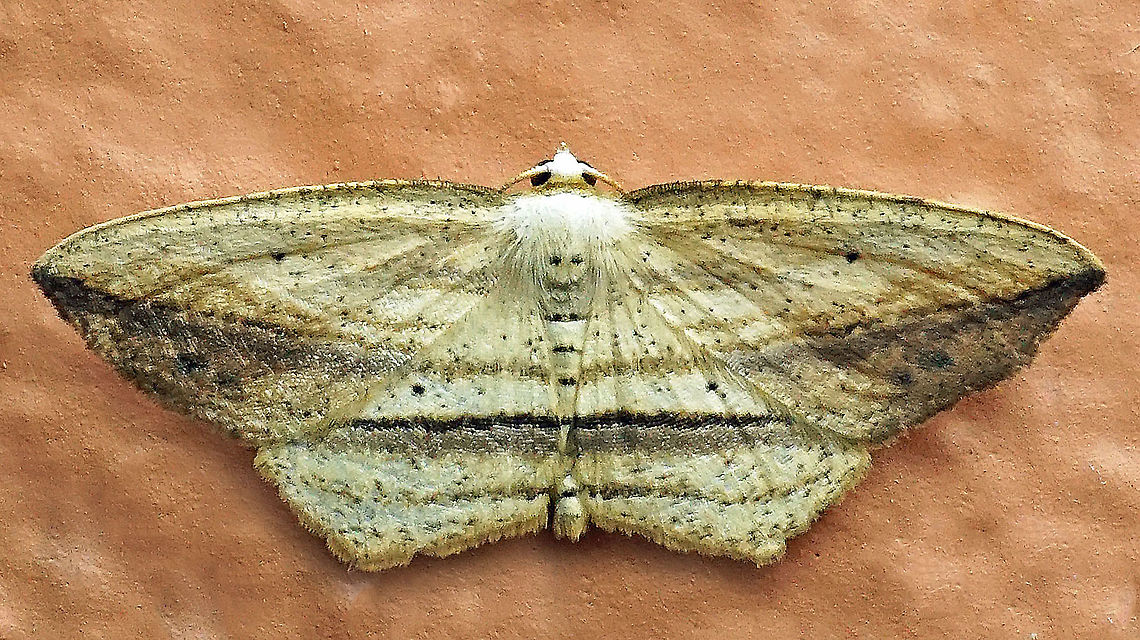 Arcobara sp. Dapa, Valle Del Cauca<br />
2100m