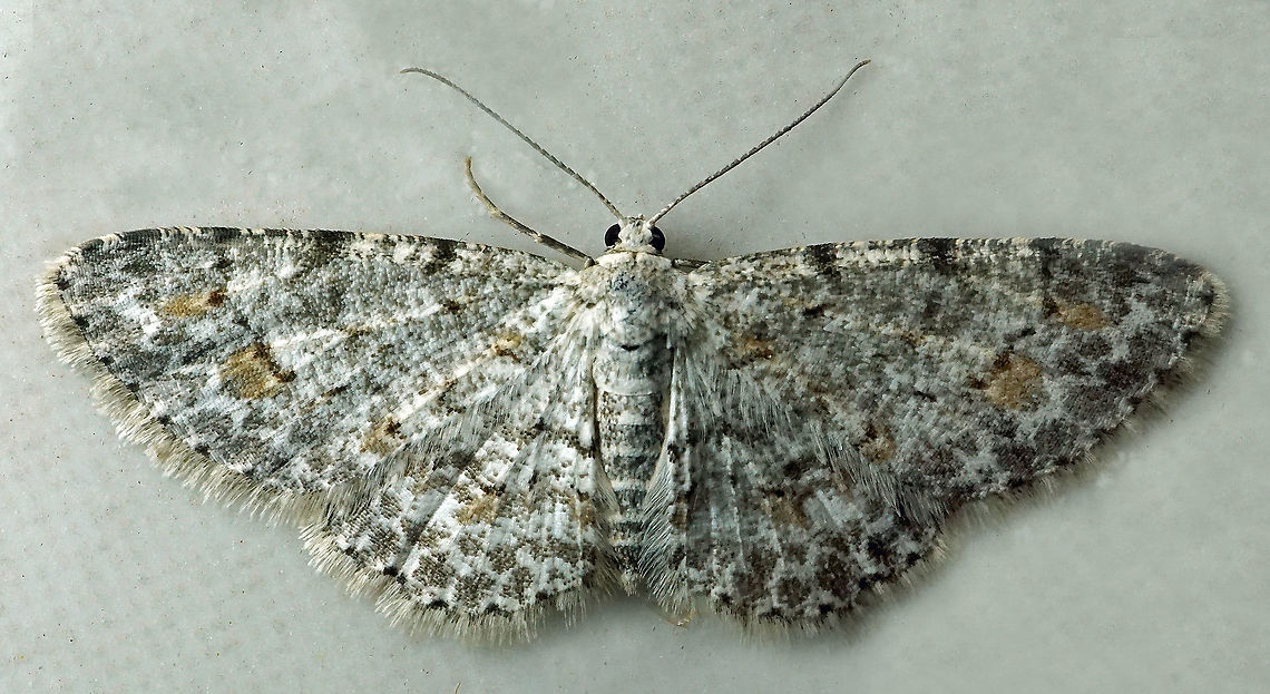 #663 Dapa, Valle Del Cauca<br />
2100m