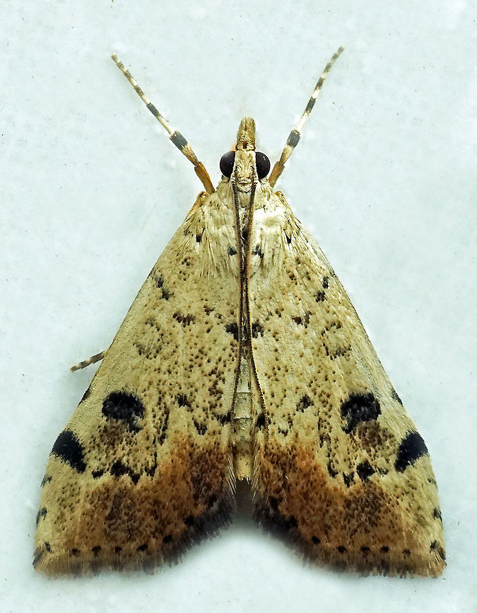 Udea sp. Dapa, Valle Del Cauca<br />
2100m
