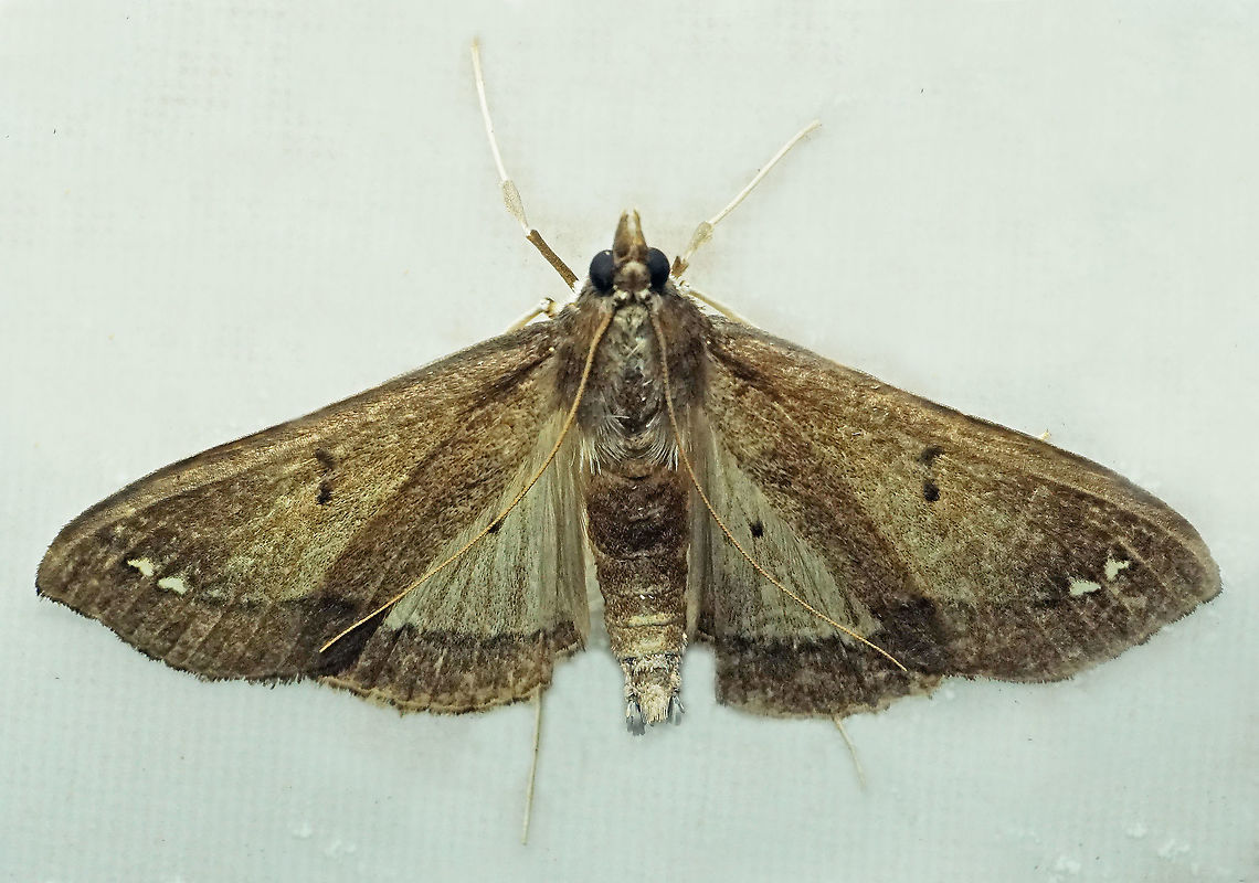 #665 Dapa, Valle Del Cauca<br />
2100m