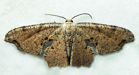 #666 Dapa, Valle Del Cauca
2100m