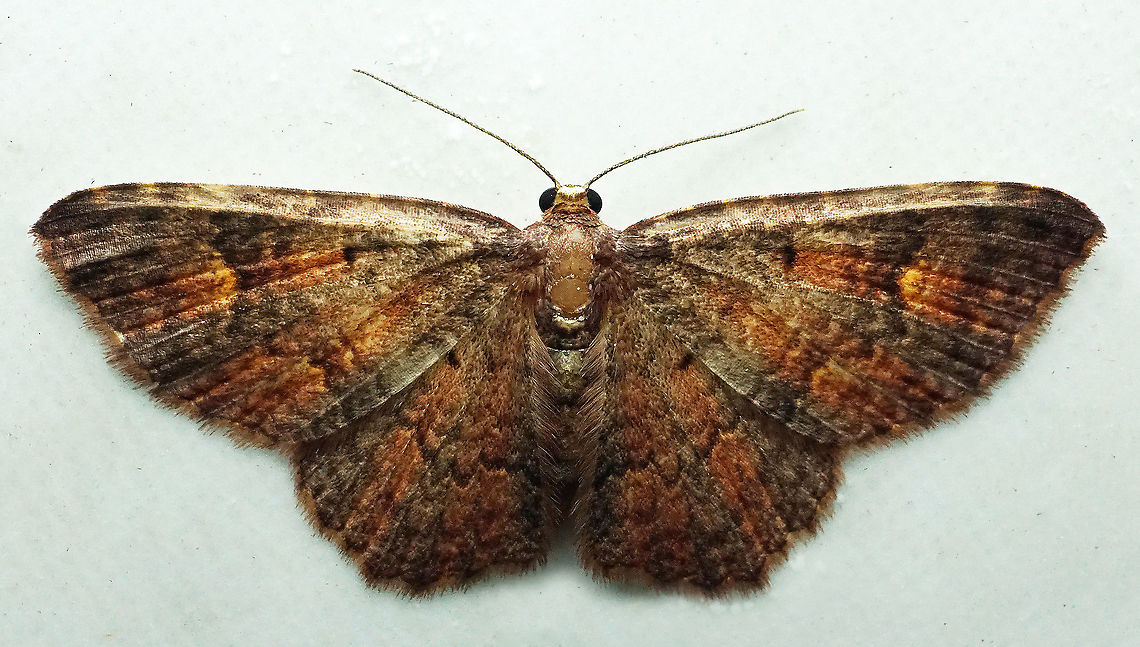 #667 Dapa, Valle Del Cauca<br />
2100m