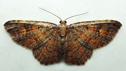 #667 Dapa, Valle Del Cauca
2100m