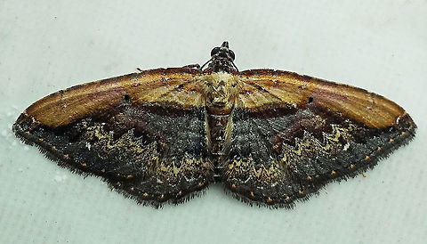 Selenisa sueroides Dapa, Valle Del Cauca
2100m Selenisa sueroides