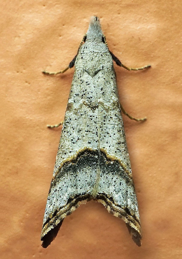 #670 Dapa, Valle Del Cauca<br />
2100m