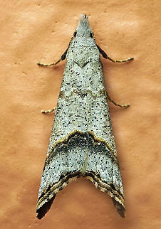 #670 Dapa, Valle Del Cauca
2100m