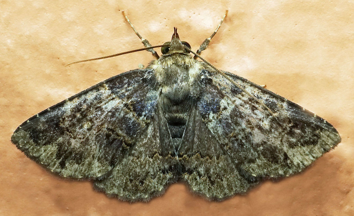 Metalectra sp. Dapa, Valle Del Cauca<br />
2100m