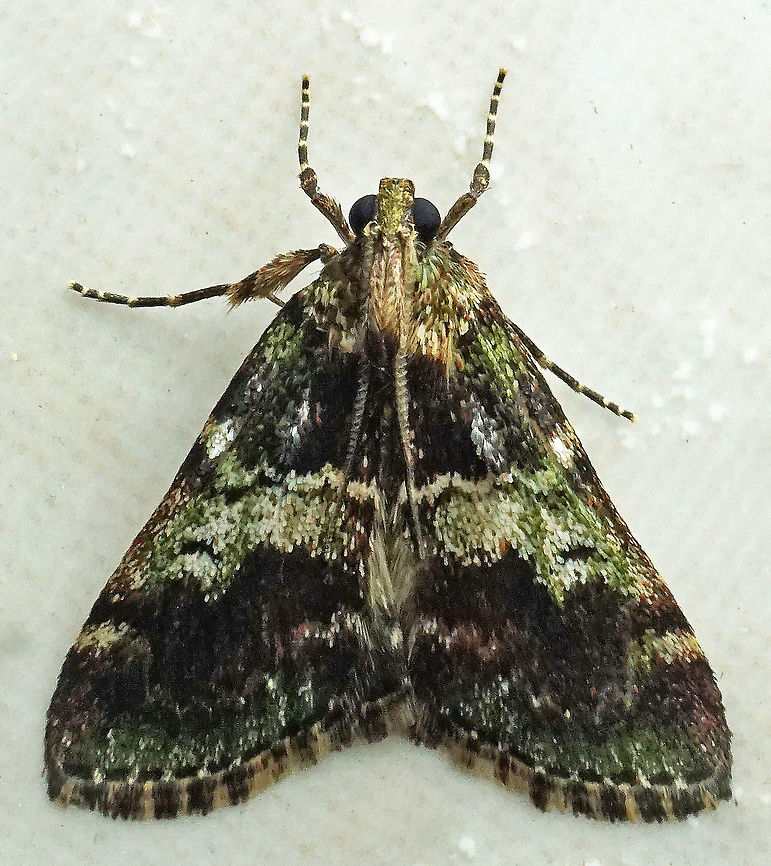 #672 Dapa, Valle Del Cauca<br />
2100m