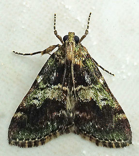 #672 Dapa, Valle Del Cauca
2100m