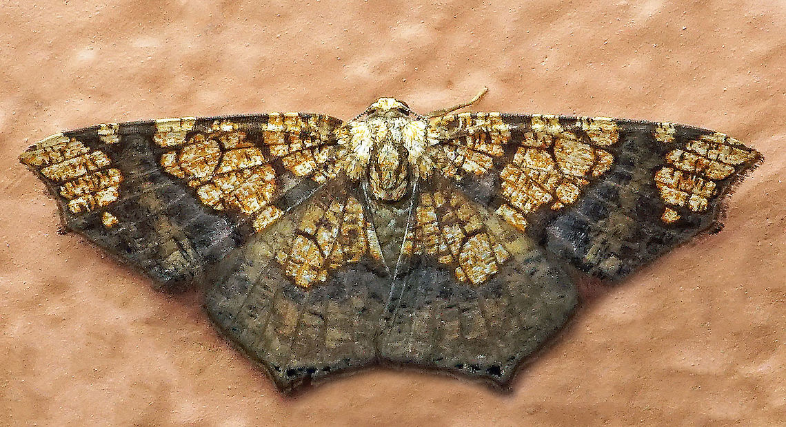 Nematocampa completa Dapa, Valle Del Cauca<br />
2100m Nematocampa completa