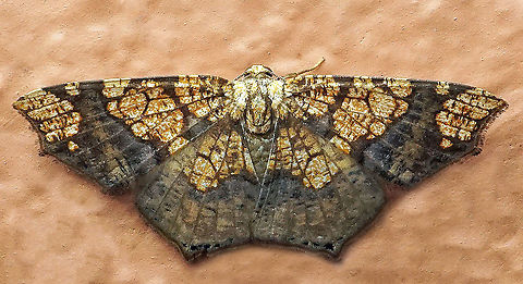 Nematocampa completa Dapa, Valle Del Cauca
2100m Nematocampa completa