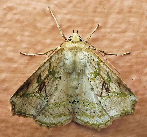 #674 Dapa, Valle Del Cauca
2100m