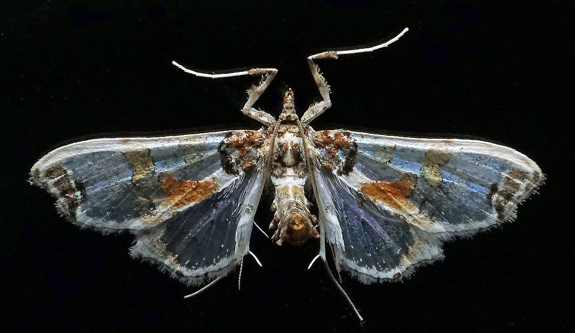 Neoleucinodes sp. Dapa, Valle DEl Cauca,<br />
2100m Neoleucinodes elegantalis
