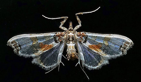 Neoleucinodes sp. Dapa, Valle DEl Cauca,
2100m Neoleucinodes elegantalis