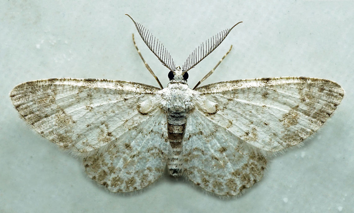 Physocleora sp. Dapa, Valle DEl Cauca,<br />
2100m