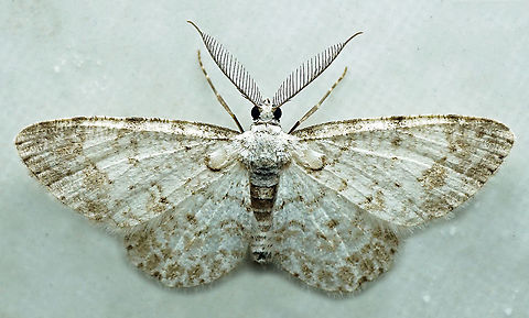 Physocleora sp. Dapa, Valle DEl Cauca,
2100m