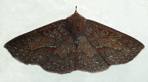 #677 Dapa, Valle DEl Cauca,
2100m