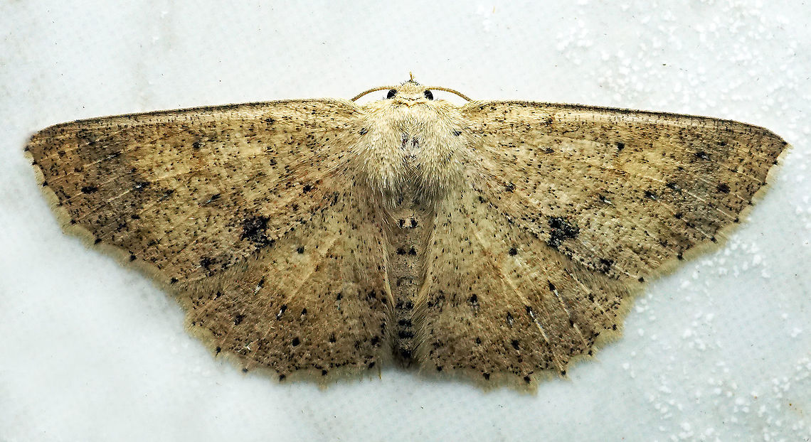 Isochromodes sp. Dapa, Valle Del Cauca,<br />
2100m