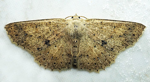 Isochromodes sp. Dapa, Valle Del Cauca,
2100m