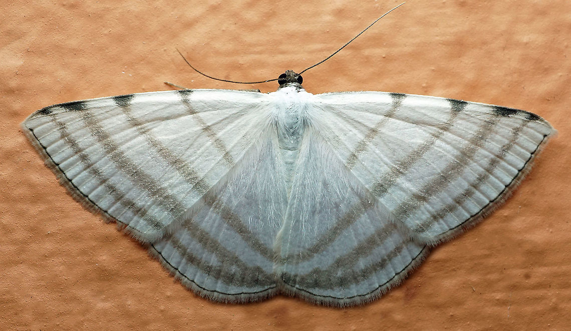 Racasta spatiaria Dapa, Valle Del Cauca,<br />
2100m Racasta spatiaria
