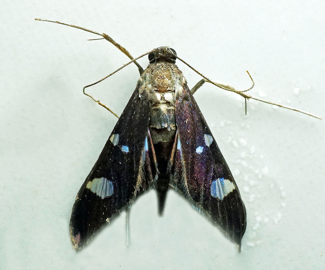 Desmia sp. Dapa, Valle Del Cauca,<br />
2100m