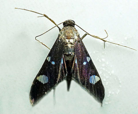 Desmia sp. Dapa, Valle Del Cauca,
2100m