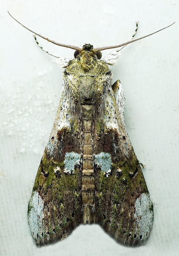 #662 Dapa, Valle Del Cauca,<br />
2100m