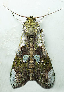 #662 Dapa, Valle Del Cauca,
2100m