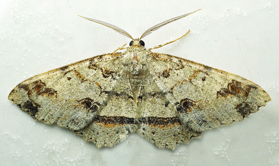 Melanolophia sp Dapa, Valle Del Cauca,<br />
2100m