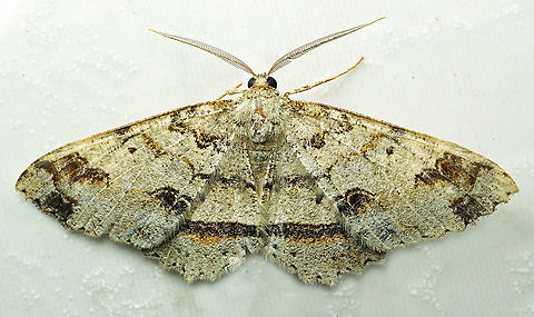 Melanolophia sp Dapa, Valle Del Cauca,
2100m