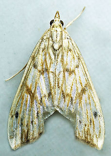 #668 Dapa, Valle Del Cauca,
2100m