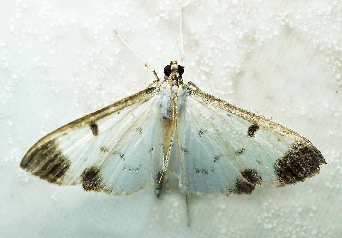 Palpita sp. Dapa, Valle Del Cauca<br />
2100m