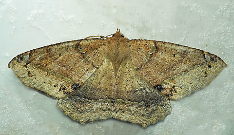 #671 Dapa, Valle Del Cauca
2100m