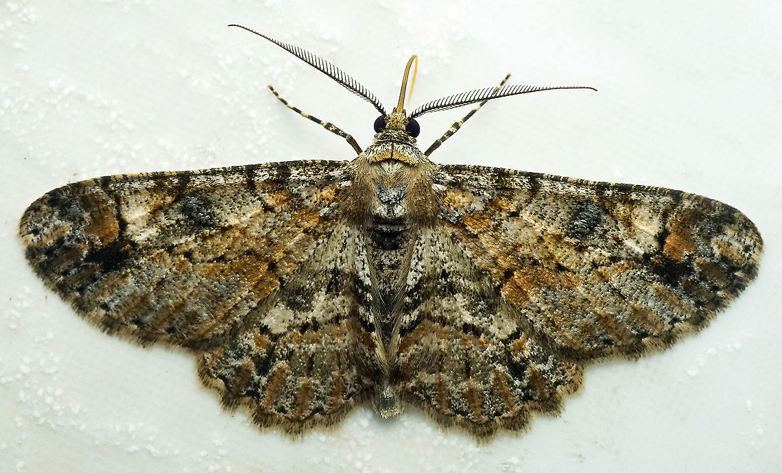 Iridopsis sp. Dapa, Valle Del Cauca<br />
2100m