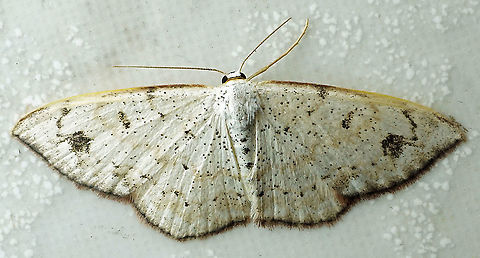 #675 Dapa, Valle Del Cauca
2100m