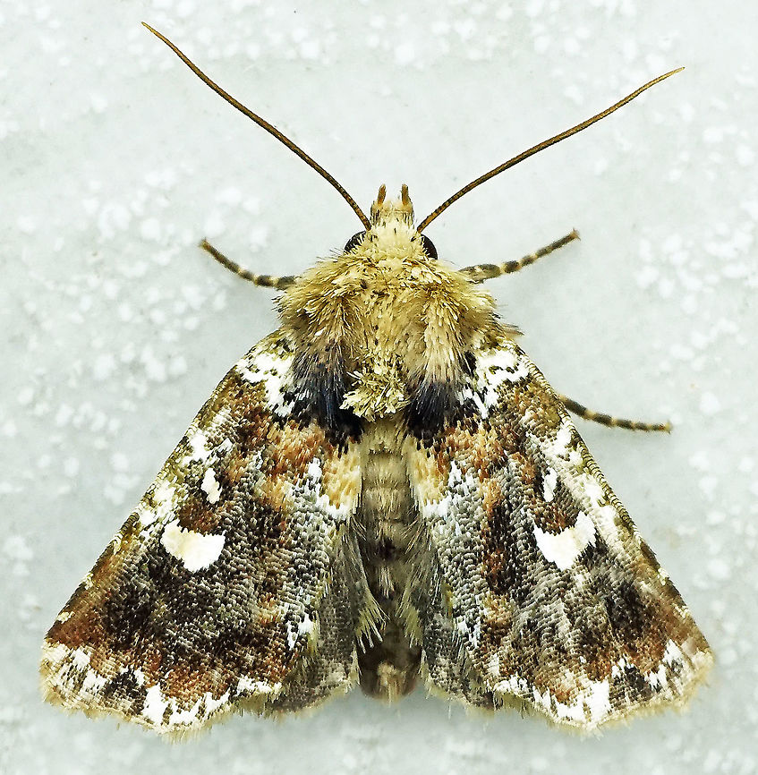 #678 Dapa, Valle Del Cauca<br />
2100m