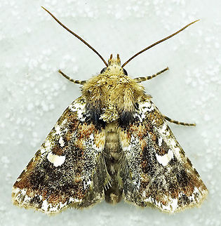 #678 Dapa, Valle Del Cauca
2100m